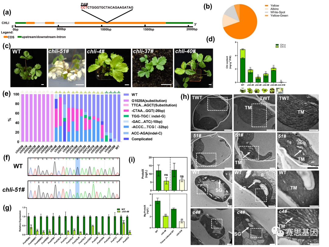 Plant Physiol I